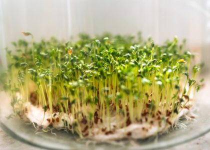Close-up of fresh cress sprouts growing in a glass bowl, symbolizing growth and freshness.